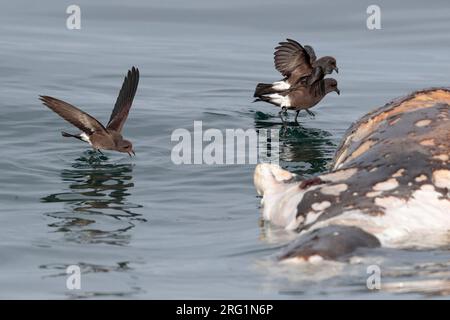 'Fuegian' Storm-Petrel Oceanites (Oceanicus) chilensis, Pazifischer Ozean, nahe Süd-Peru - sich von Fettpartikeln ernähren, in der Nähe verfallender Robbenkadaver Stockfoto