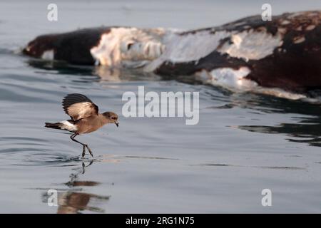 'Fuegian' Storm-Petrel Oceanites (Oceanicus) chilensis, Pazifischer Ozean, nahe Süd-Peru - sich von Fettpartikeln ernähren, in der Nähe verfallender Robbenkadaver Stockfoto