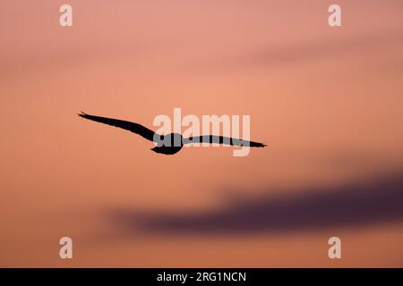 Nach gemeinsamen Schleiereule (tyto Alba alba) Silhouette auch nach Sonnenuntergang in Spanien. Vogel durch die Luft gleiten, vor einer atemberaubenden rosa Abendhimmel als Bac Stockfoto