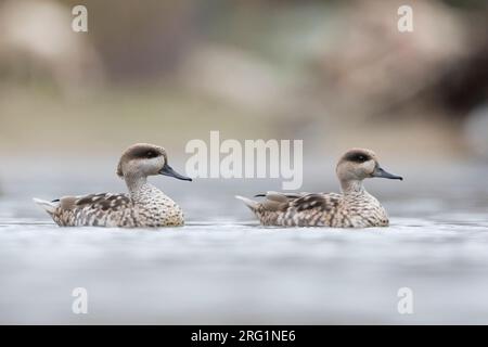 Paar aus Marmoriertem Krickenten (Marmaronetta angustirostris) überwintern in Spanisch Feuchtgebiet. Schwimmen in einem See in einer lokalen Natur finden. Stockfoto