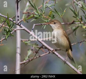 Erwachsener Großschnabelsänger (Acrocephalus orinus) in Tadschikistan. Eine der am wenigsten bekannten Vogelarten der Welt. Stockfoto