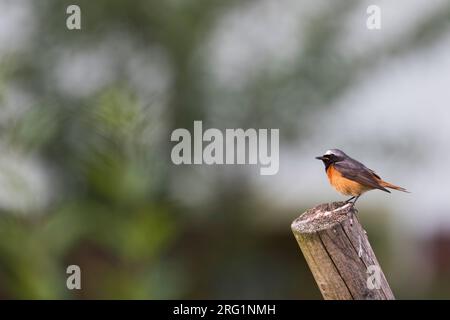 Erwachsene Männchen Rotkeul )Phoenicurus phoenicurus phoenicurus) auf einem Holzmast in Deutschland. Stockfoto