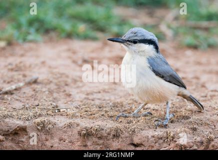 Eastern Rock Nuthatch (Sitta tephronata tephronata) in Tadschikistan. Jungtiere stehen auf dem Boden. Stockfoto