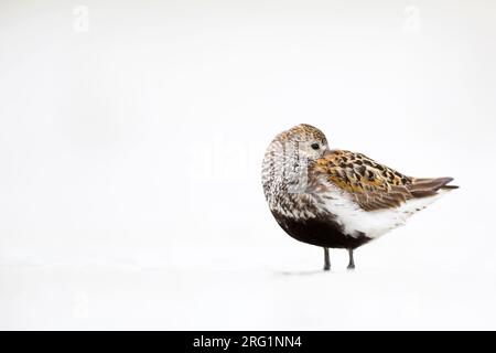 Erwachsene im Zuchtgefieder Dunlin (Calidris alpina) im Wattenmeer von Deutschland. Schlafen im Wattenrost. Stockfoto