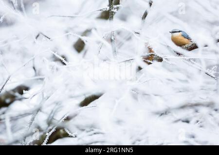 Europäische Nuthatch (Sitta europaea caesia) in Deutschland. Sitzen in frostbedeckten Baum. Stockfoto