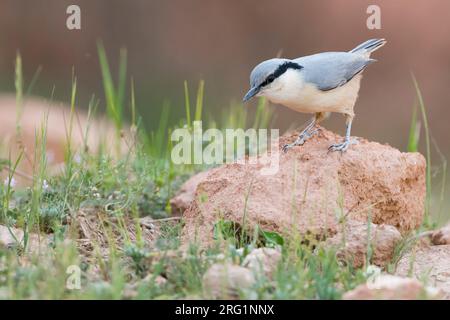 Eastern Rock Nuthatch (Sitta tephronata ssp. Tephronata), Tadschikistan, jugendlich auf einem Felsen thront Stockfoto