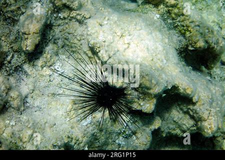 Unterwasserschuss von Fischen, Insel Tilos, Griechenland. Stockfoto