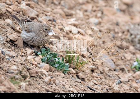 Große Rosefinch (Carpodacus rubicilla) adulte Weibchen zwischen Felsen Stockfoto