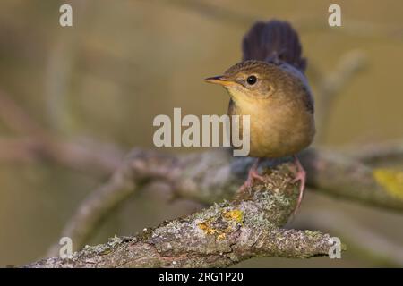 Im Spätsommer thront der Jungvogel (Locustella naevia naevia) in einem niedrigen Busch in Deutschland. Selten fotografiertes Gefieder. Stockfoto