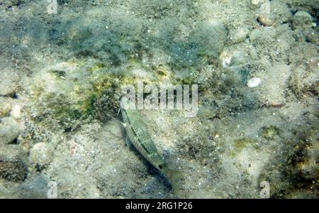 Unterwasserschuss von Fischen, Insel Tilos, Griechenland. Stockfoto