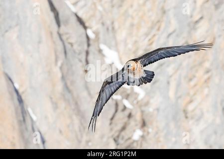 Ausgewachsener Bartgeier (Gypaetus barbatus barbatus), im Flug gegen eine Klippe in den Alpen in der Schweiz. Auch bekannt als Lammergeier. Stockfoto