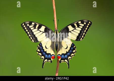 Altweltschwalbenschwanz (Papilio machaon) in Deutschland. Die Sonne mit offenen Flügeln genießen Stockfoto