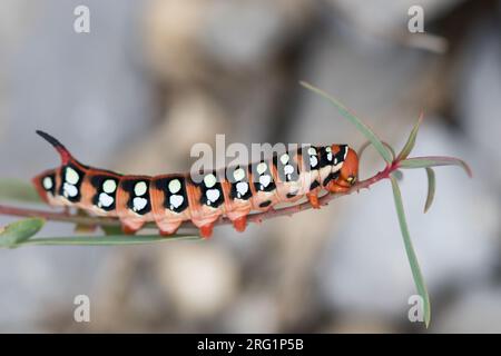 Raupe der Spurge Hawk-Moth (Hyles euphorbiae) in Kirgisistan. Stockfoto