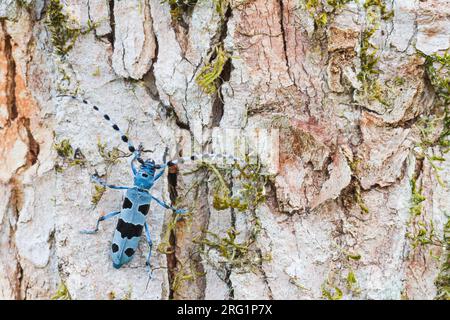 Alpine Longhorn Beetle (Rosalia alpina) sitzt auf dem Rundbaum eines Baumes in einem Wald in Bayern, Deutschland. Stockfoto