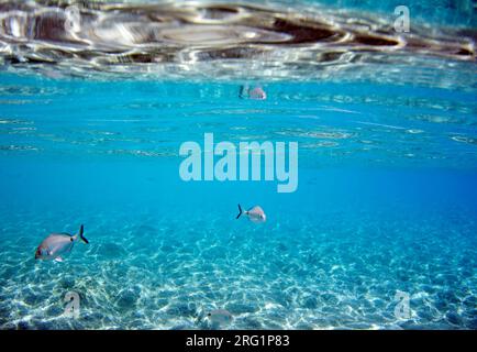 Unterwasserschuss von Fischen, Insel Tilos, Griechenland. Stockfoto