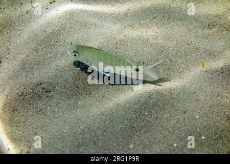 Unterwasserschuss von Fischen, Insel Tilos, Griechenland. Stockfoto