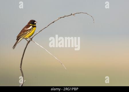 Erwachsener männlicher Gelbbrustbart (Emberiza aureola aureola) im Baikal in Russland. Stockfoto