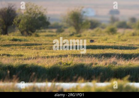 Sparkawk (Accipiter nisus ssp.) Nisosimilis), Russland (Baikal). Fliegen Sie tief über das Sumpfgebiet mit Hintergrundbeleuchtung. Stockfoto