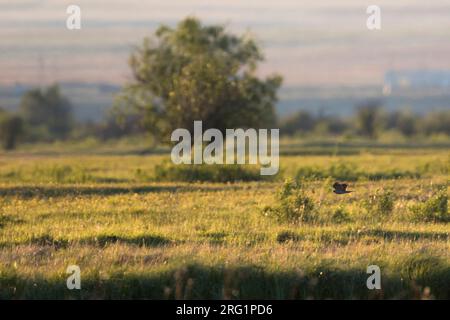 Sparrowhawk — Accipiter nisus ssp. Nisosimilis, Russland (Baikal). Tief über lokales Feuchtgebiet fliegen. Stockfoto