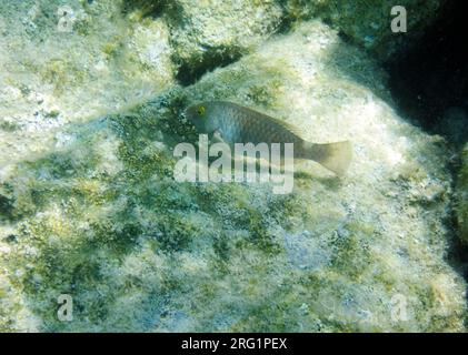 Unterwasserschuss von Fischen, Insel Tilos, Griechenland. Stockfoto