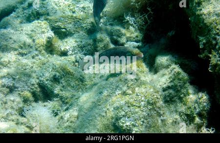 Unterwasserschuss von Fischen, Insel Tilos, Griechenland. Stockfoto