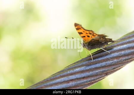 Polygonia c-Album - Komma - C-Falter, Slowenien, imago Stockfoto