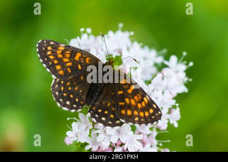 Melitaea diamina - Falsche Heidenfritillar - Baldrian-Scheckenfalter, Österreich, Imago Stockfoto