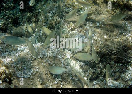 Unterwasserschuss von Fischen, Insel Tilos, Griechenland. Stockfoto