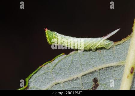 Smerinthus Ocellata-Eyed Hawk-Moth - Abendpfauenauge, Deutschland (Baden-Württemberg), junge LARVE Stockfoto