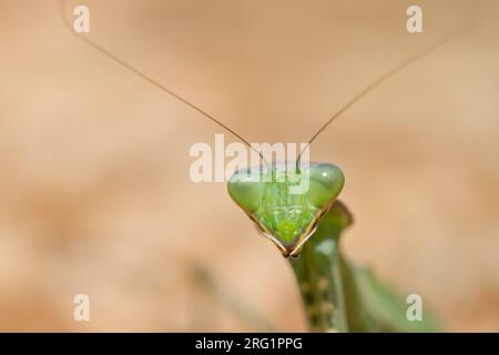 Sphodromantis viridis - Giant african Mantis - Afrikanische Riesengottesanbeterin, Griechenland (Zypern) Stockfoto