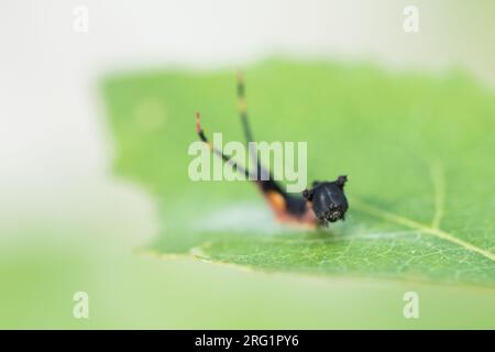 Cerura vinula - Pussmoth - Grosser Gabelschwanz, Italien, Larven Stockfoto