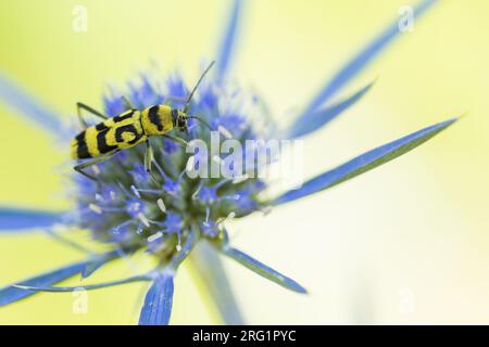 Chlorophorus varius - Traubenholzbohrer - Variabler Widderbock, Italien, imago Stockfoto