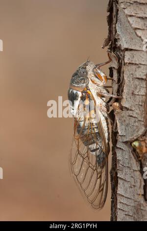 Lyristes plebejus - Common Cicada - Gemeine Singzikade, Griechenland, imgao Stockfoto