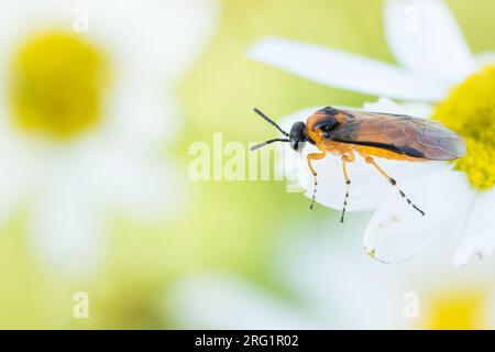 Athalia rosae - Rübsen-Blattwespe, Deutschland (Hamburg), Imago Stockfoto