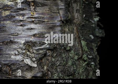 Lycia hirtaria - verwöhnte Schönheit - Schwarzfühler-Dickleibspanner, Frankreich (Provence), imago Stockfoto