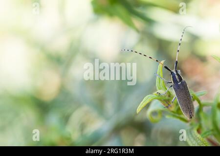 Agapanthia asphodeli, Korsika, Imago Stockfoto