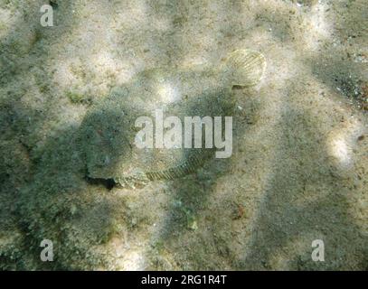 Unterwasserschuss von Fischen, Insel Tilos, Griechenland. Stockfoto