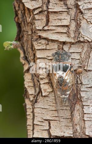 Lyristes plebejus - Common Cicada - Gemeine Singzikade, Griechenland, imgao Stockfoto