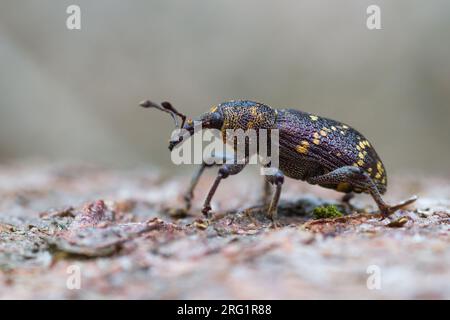 Hylobius abietis - großer Kiefernkiefer - Fichtenrüsselkäfer, Deutschland (Baden-Württemberg), imago Stockfoto