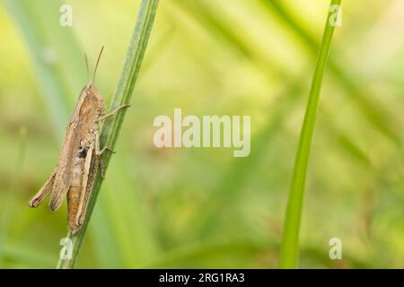 Chorthippus dorsatus - Steppe Grasshopper - Wiesengrashüpfer, Deutschland (Baden-Württemberg), imago Stockfoto