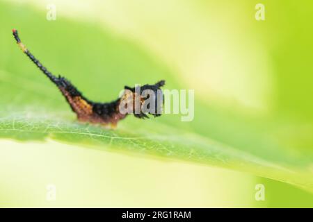 Cerura vinula - Pussmoth - Grosser Gabelschwanz, Italien, Larven Stockfoto