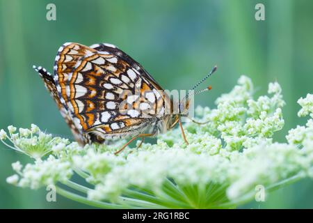 Melitaea diamina - Falsche Heidenfritillar - Baldrian-Scheckenfalter, Österreich, Imago Stockfoto