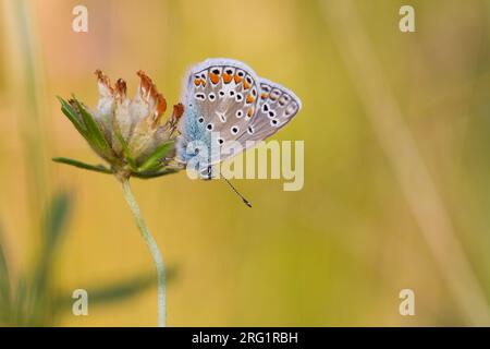 Polyommatus icarus - Common Blue - Hauhechel-Bläuling, Deutschland (Baden-Württemberg), imago Stockfoto