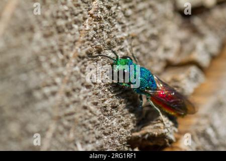 Chrysis ignita - Ruby-Tailed Wasp - Gemeine Goldwespe, Deutschland (Baden-Württemberg), imago Stockfoto