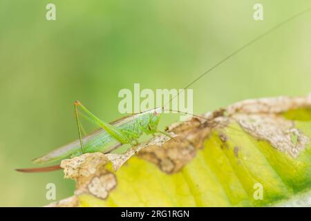 Conocephalus fuscus - Langflügeliger Conehead - Langflügelige Schwertschrecke, Deutschland, Imago Stockfoto
