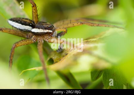 Dolomedes Fimbriatus - Raft Spinder - Gerandete Jagdspinne, Russland (Baikal) Stockfoto