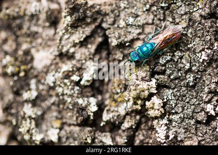 Chrysis ignita - Ruby-Tailed Wasp - Gemeine Goldwespe, Deutschland (Baden-Württemberg), imago Stockfoto