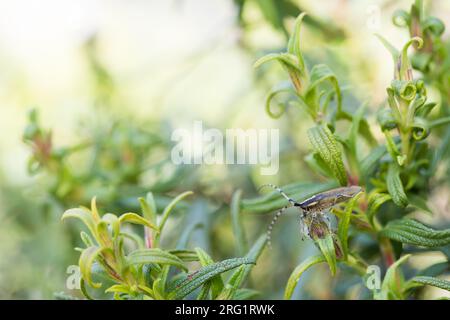 Agapanthia asphodeli, Korsika, Imago Stockfoto