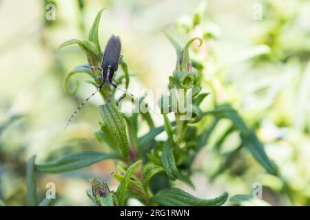 Agapanthia asphodeli, Korsika, Imago Stockfoto