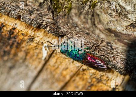 Chrysis ignita - Ruby-Tailed Wasp - Gemeine Goldwespe, Deutschland (Baden-Württemberg), imago Stockfoto
